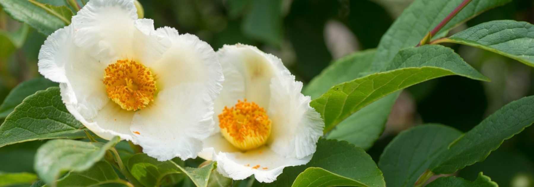 Stewartia pseudocamellia, Faux camélia : plantation, taille, entretien