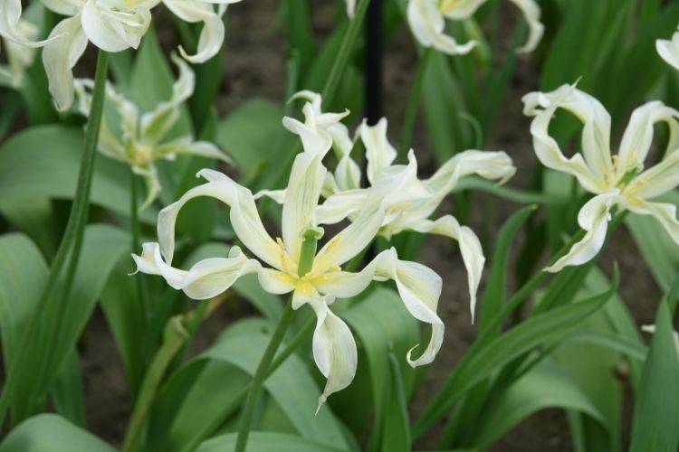 Tulipe fleur de lis Green Dance