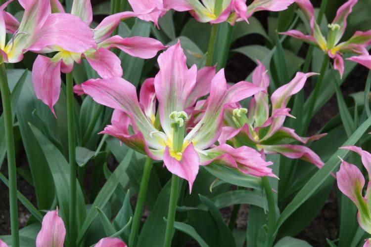 Tulipe fleur de Lis Love Dance