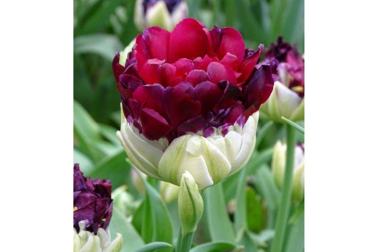 Tulipe double tardive Pop Up Purple