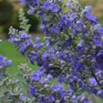 Vitex agnus-castus, Gattilier : planter, cultiver, tailler