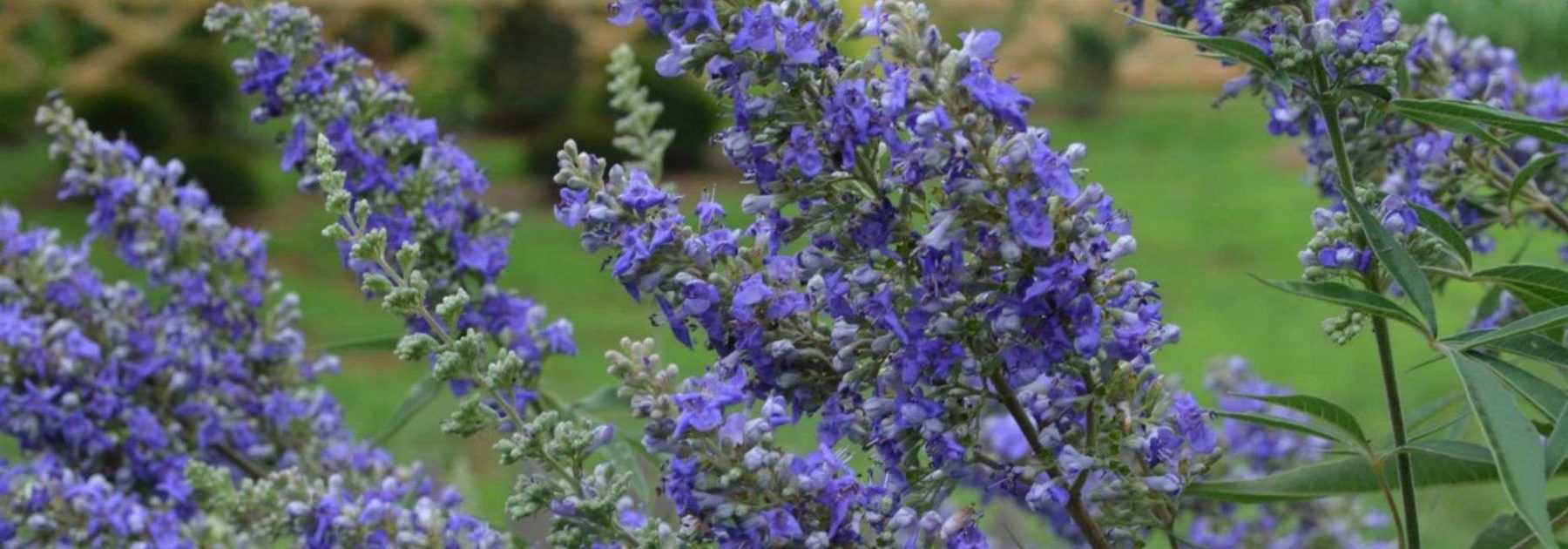 Vitex agnus-castus, Gattilier : planter, cultiver, tailler