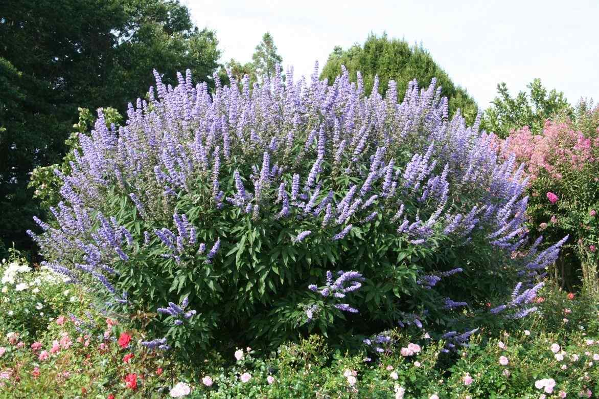 vitex