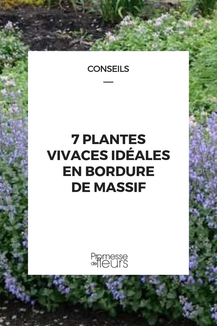 7 plantes vivaces idéales en bordure de massif