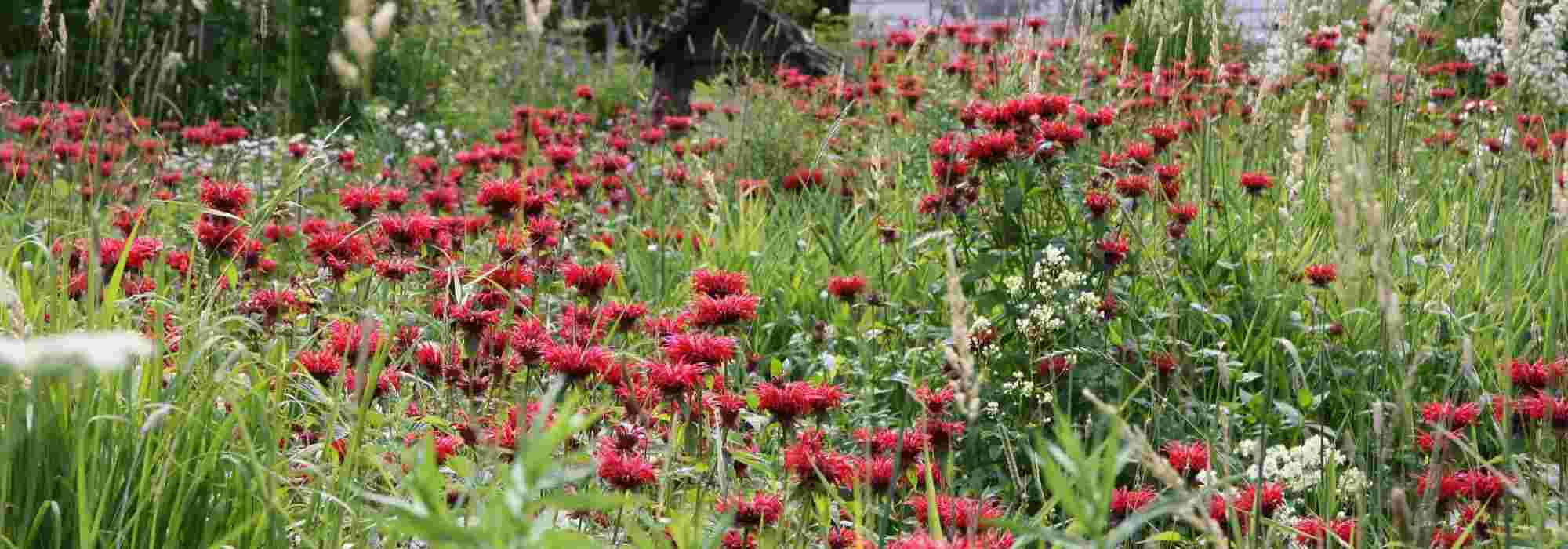 fleurs rouges : 10 vivaces qu'il faut avoir dans son jardin - Notre  sélection