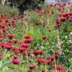 10 vivaces à fleurs rouges qu'il faut avoir dans son jardin