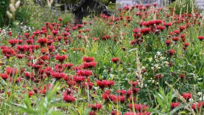 10 vivaces à fleurs rouges qu'il faut avoir dans son jardin