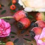 6 rosiers à fruits décoratifs remarquables