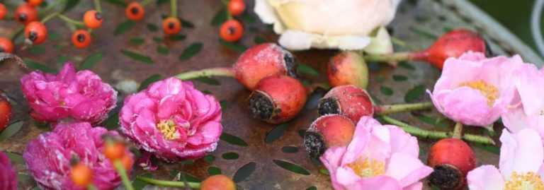 6 rosiers à fruits décoratifs remarquables