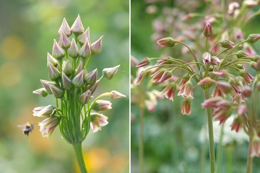 ail d'ornement nectaroscordum siculum