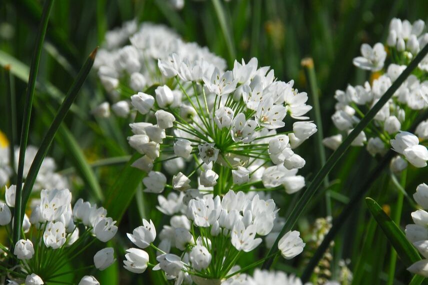 Ail d'ornement neapolitanum