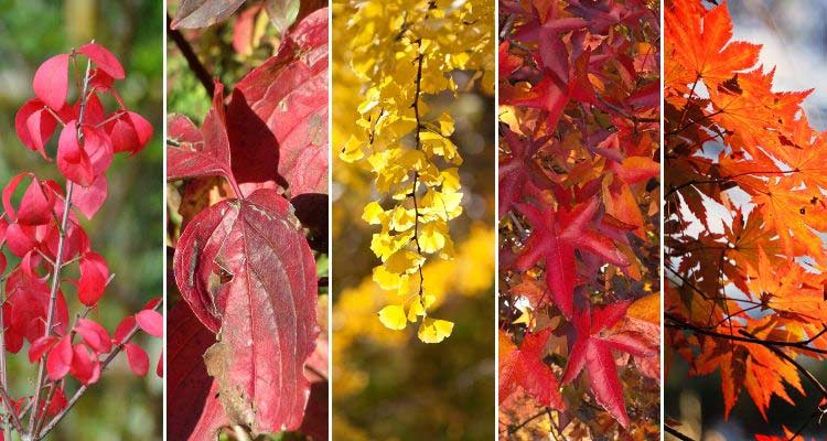 Les couleurs des feuilles d'automne
