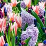 Bulbes de printemps : astuces et conseils pour planter vos collections
