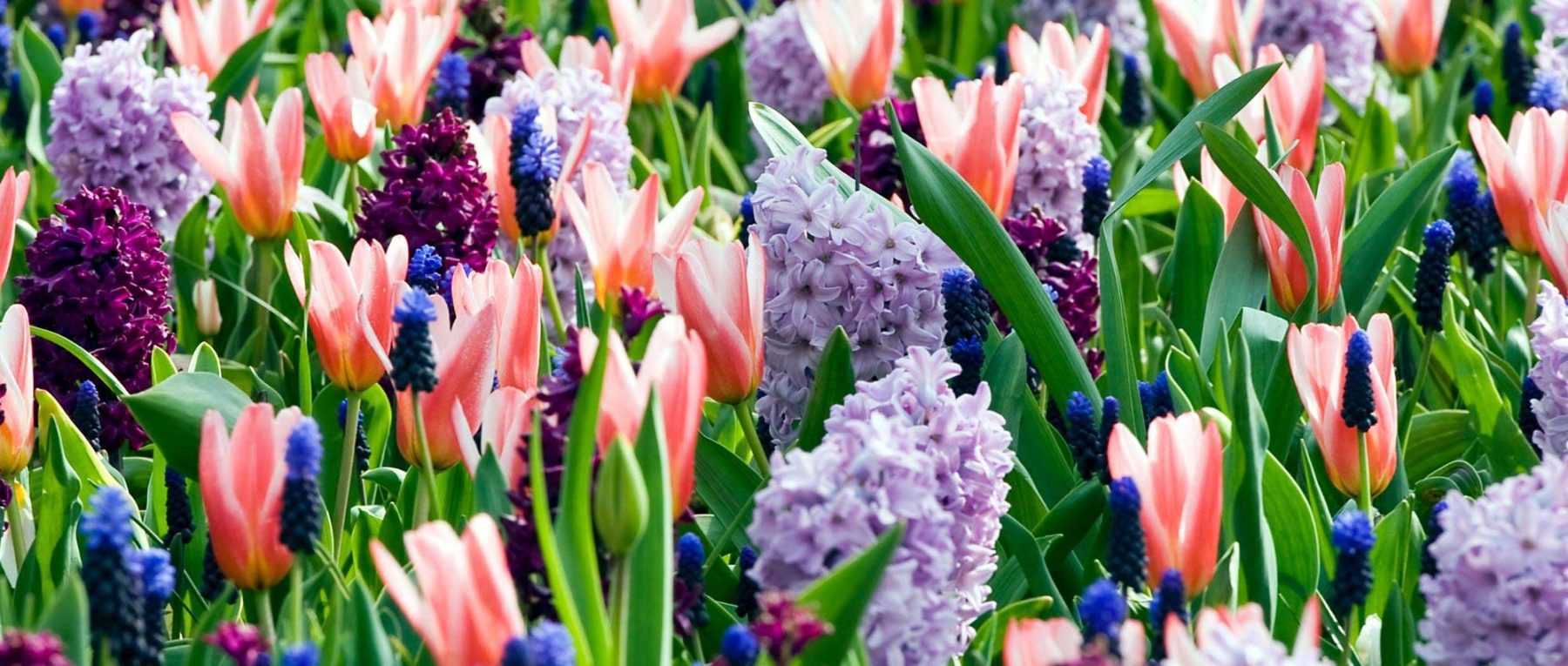 Bulbes de printemps : astuces et conseils pour planter vos collections