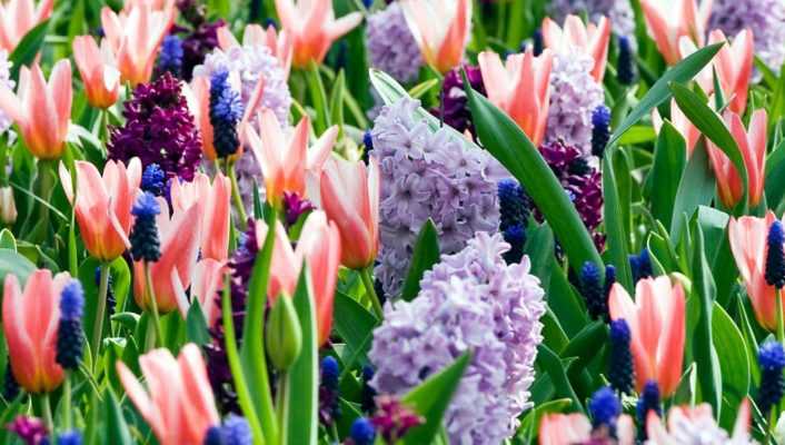 Bulbes de printemps : astuces et conseils pour planter vos collections