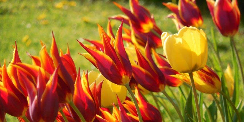 Bulbes printaniers : tulipes à fleurs rouges et jaunes