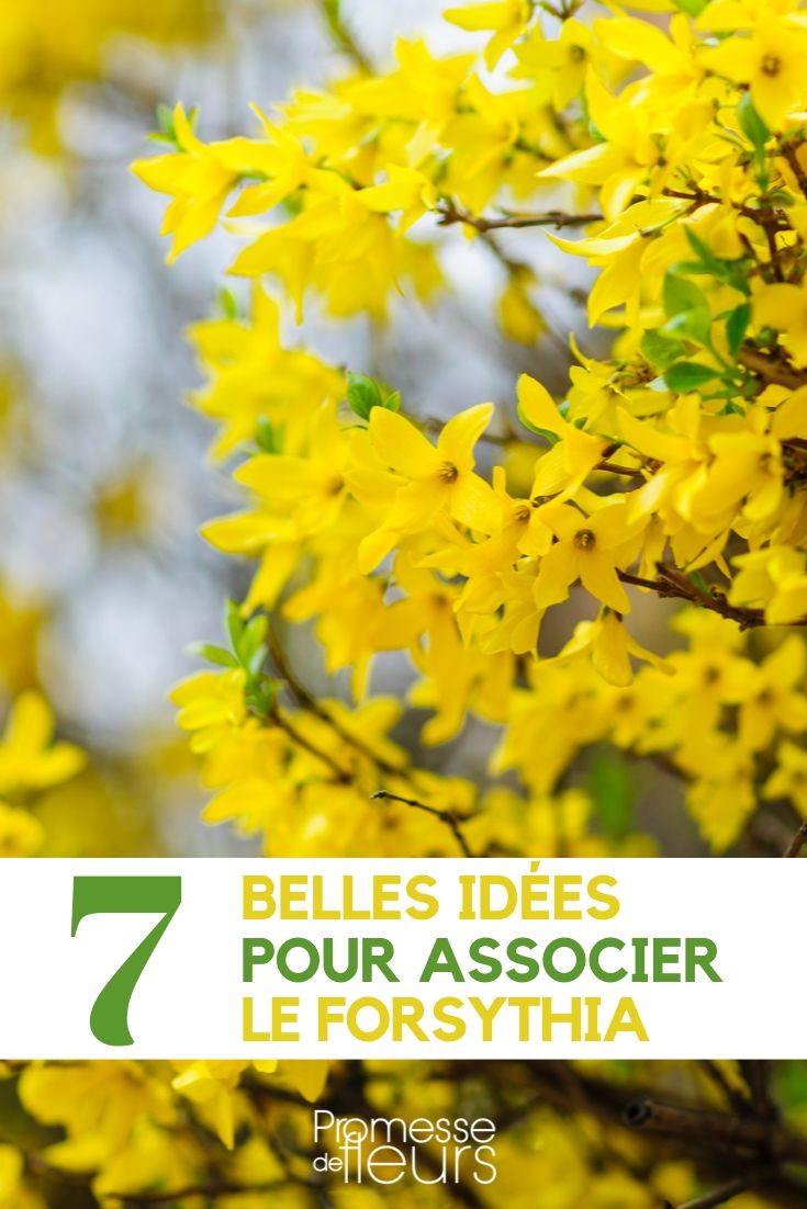 Forsythia : idées pour l'associer