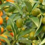 Kumquat : plantation, culture et récolte