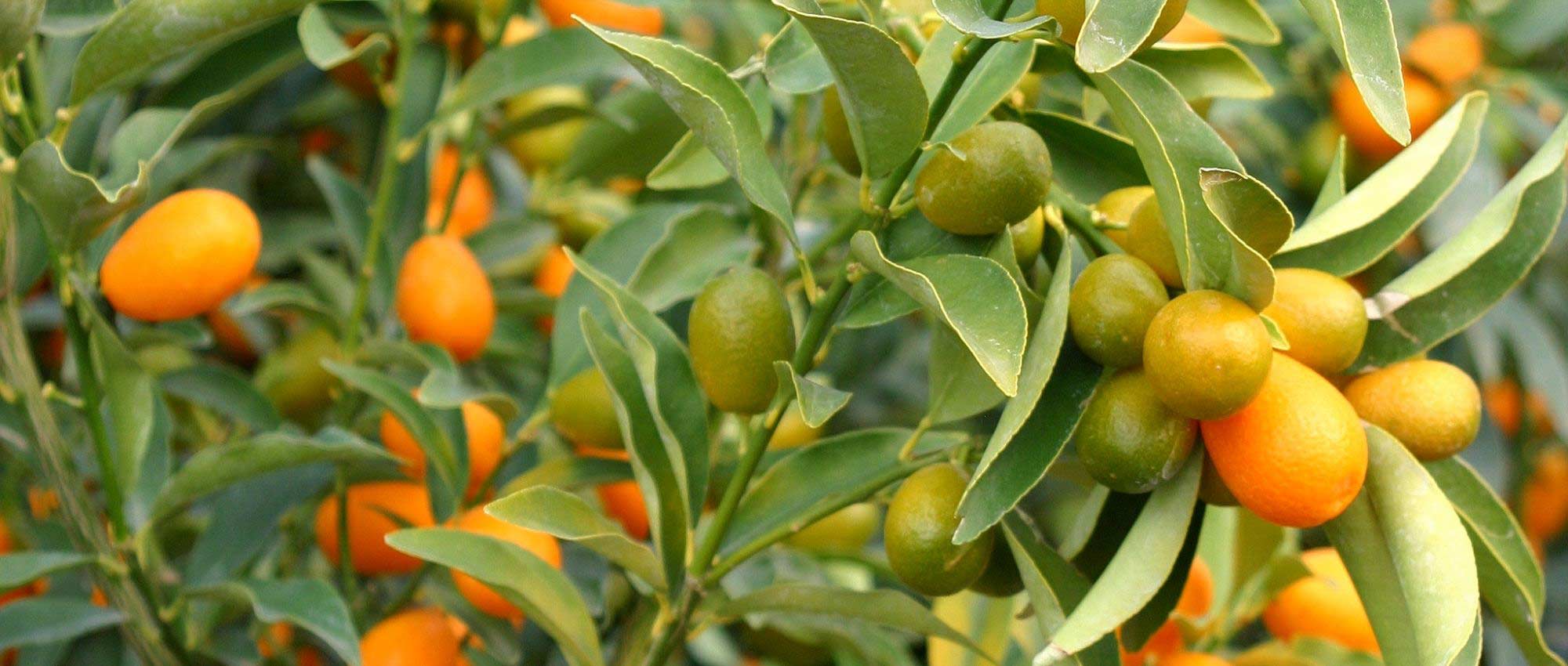 Kumquat : plantation, culture et récolte
