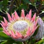 Proteas : planter, cultiver et entretenir