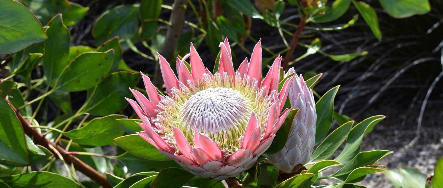 Proteas : planter, cultiver et entretenir