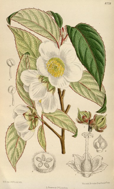 stewartia