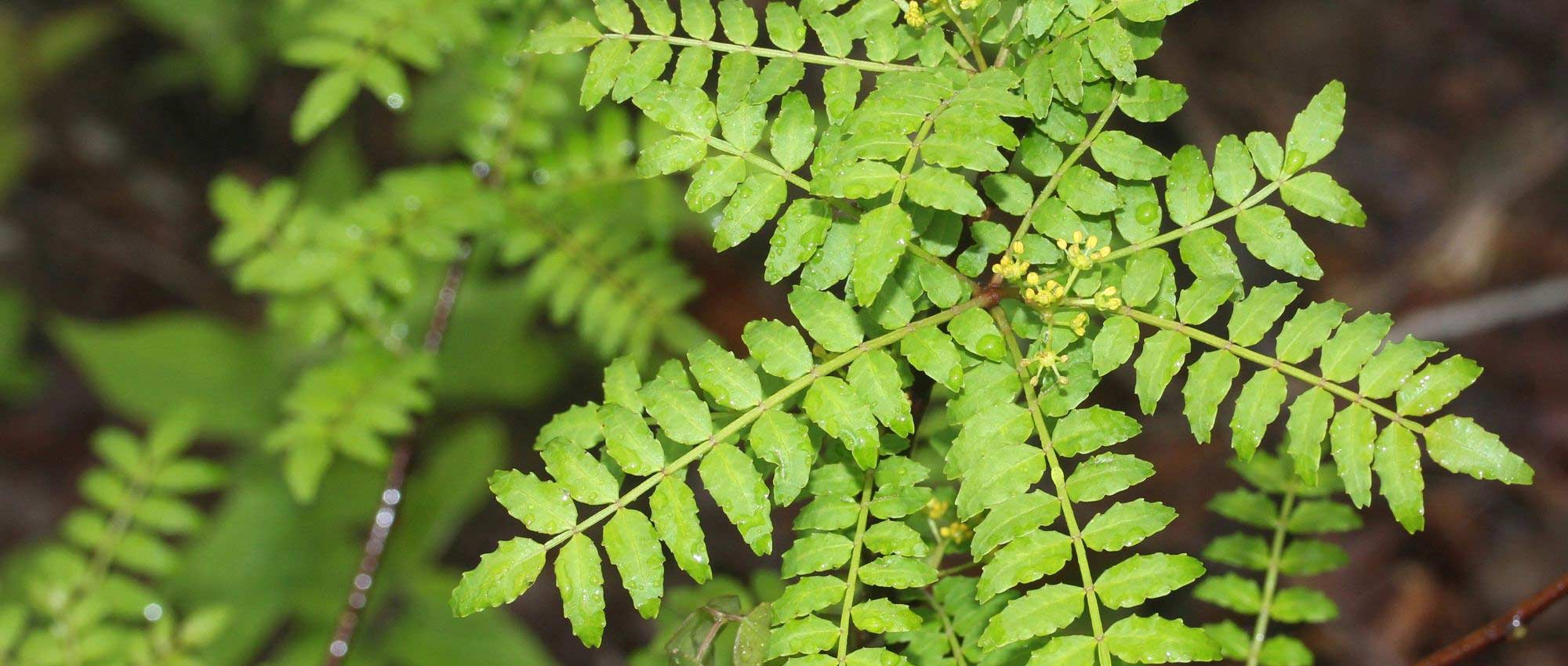 Poivrier du Sichuan, Zanthoxylum : planter, cultiver et récolter