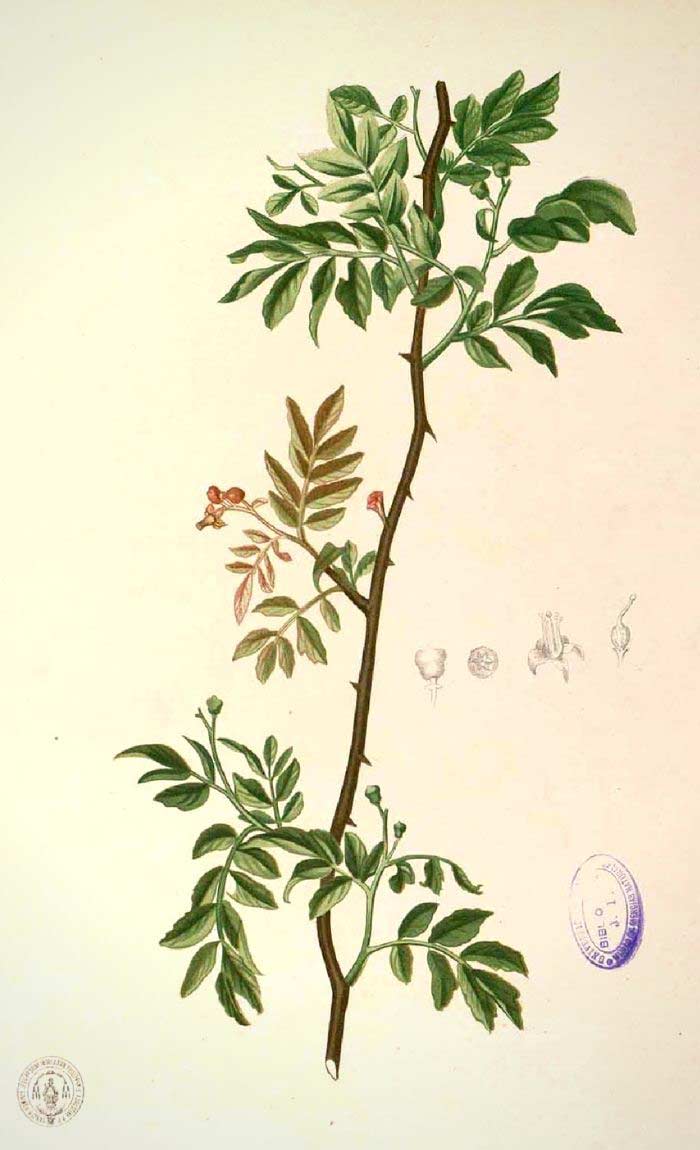 Graines de Zanthoxylum piperitum - Poivre de Sichuan - Boutique Végétale