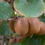 Actinidia, Arbre à kiwi : planter, tailler, récolter