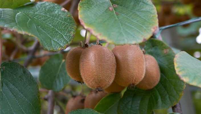 Actinidia, Arbre à kiwi : planter, tailler, récolter