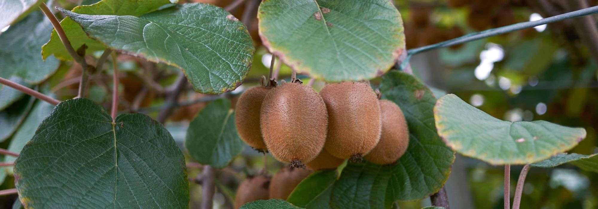 Actinidia, Arbre à kiwi : planter, tailler, récolter