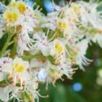 Marronnier, aesculus hippocastanum : planter, cultiver et entretenir