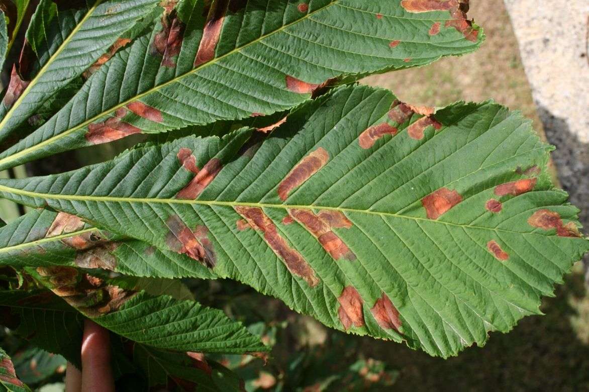 aesculus black rot