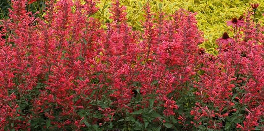 agastache kudos coral