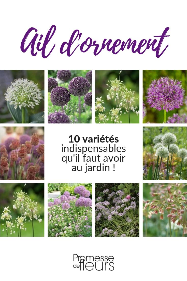 ail d'ornement : 10 variétés indispensables au jardin