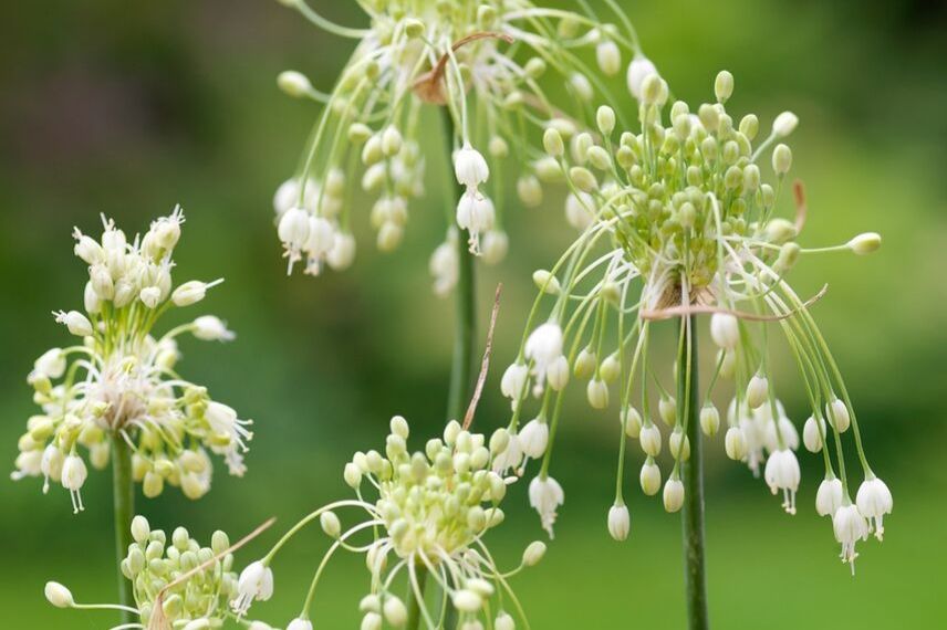 ail d'ornement carinatum blanc