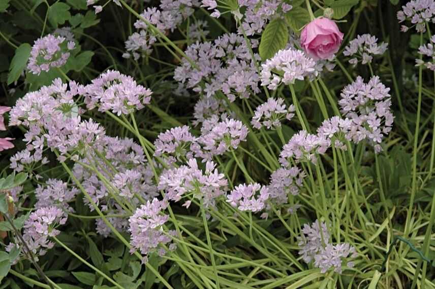 ail d'ornement unifolium