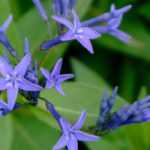 Amsonia, Amsonie bleue : planter, entretenir