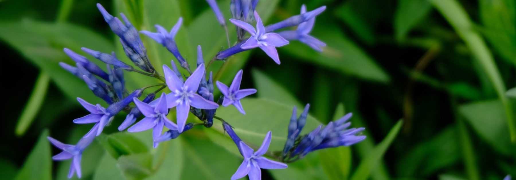Amsonia, Amsonie bleue : planter, entretenir