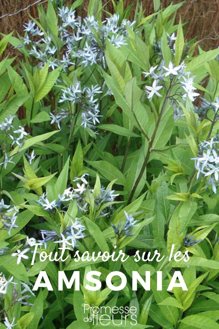 amsonia tout savoir