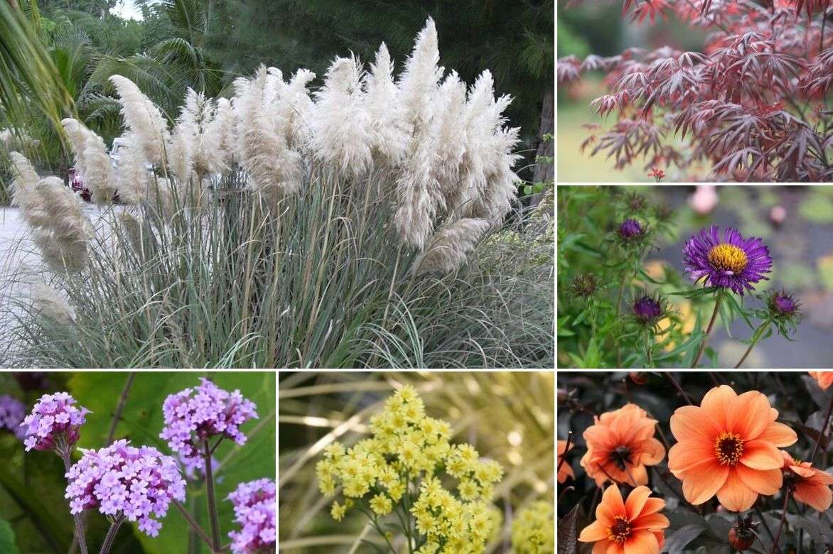 Herbe de la Pampa, Cortaderia : plantation, entretien - Nos conseils