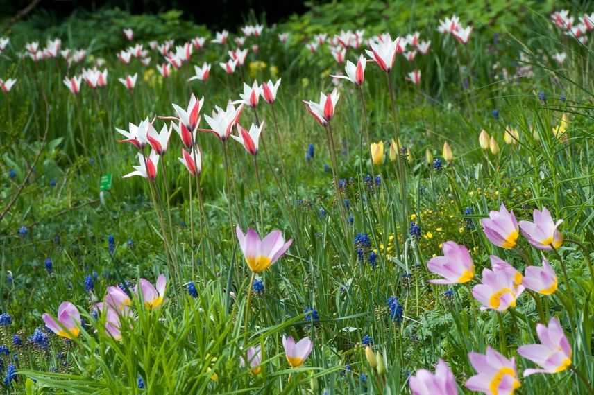 association tulipes jardin naturaliste