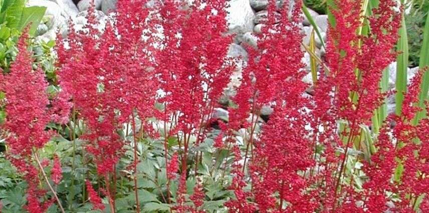 astilbe fanal