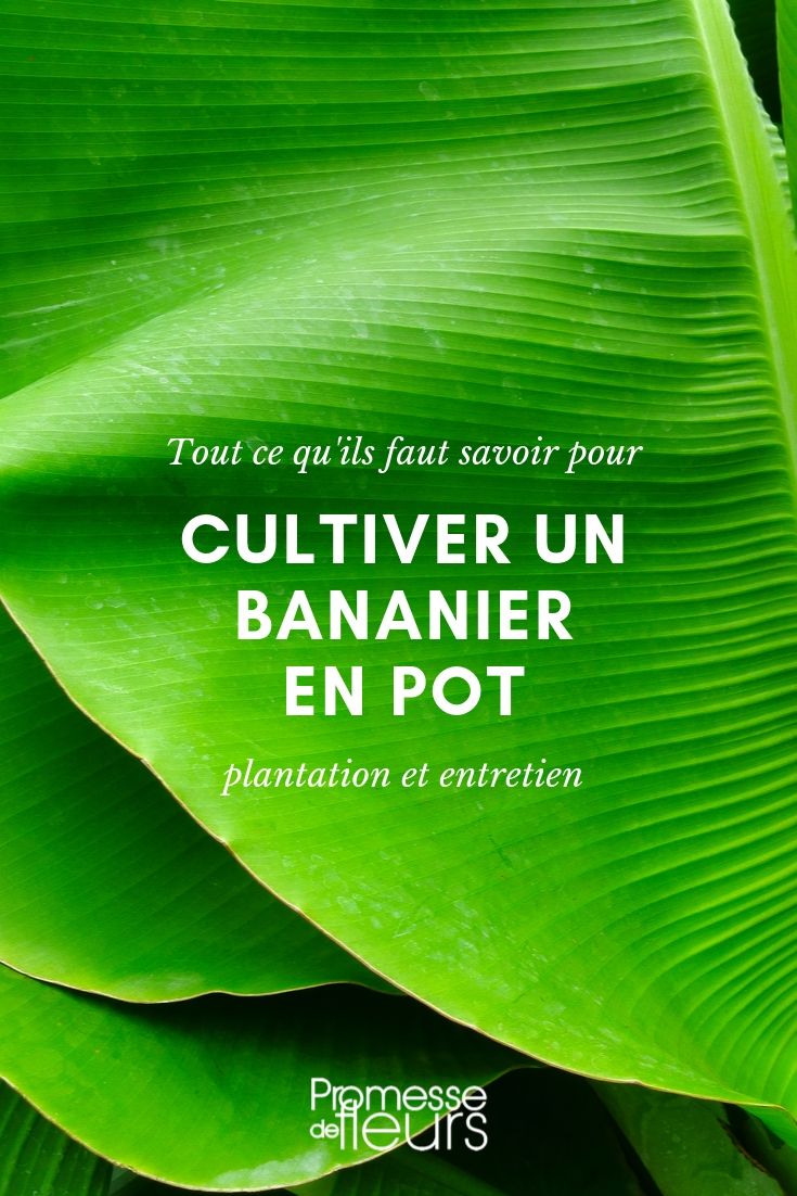 bananier en pot : conseils de culture