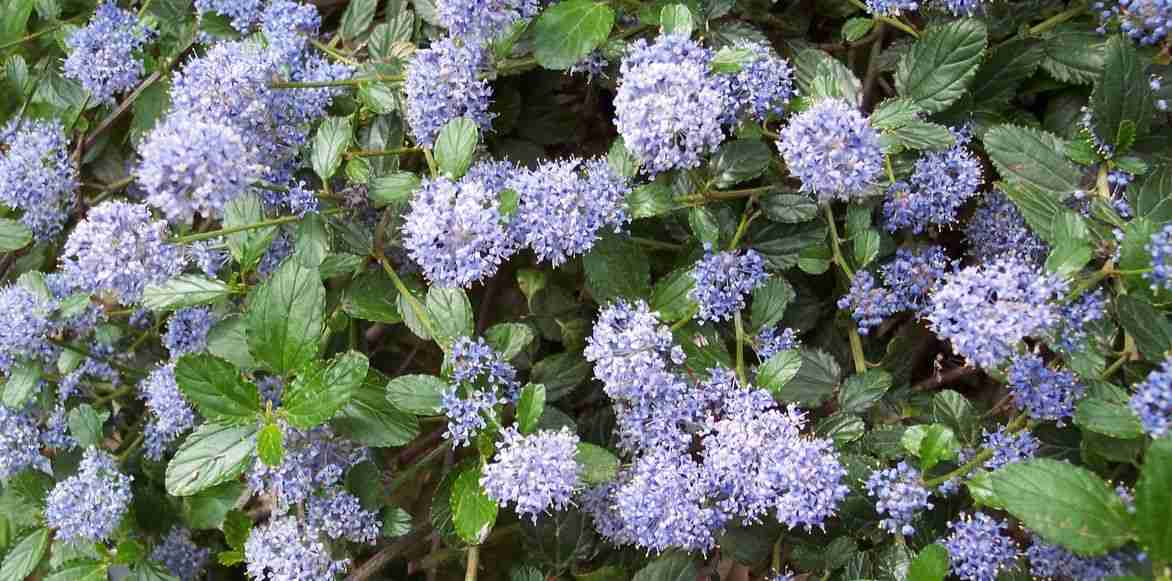 ceanothus repens