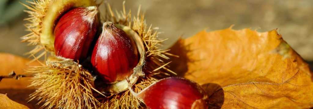Ch taignier Maraval Castanea Sativa R sistant Aux Maladies Vari t 