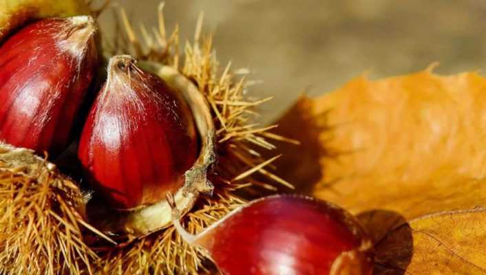 Ch taignier Maraval Castanea Sativa R sistant Aux Maladies Vari t 