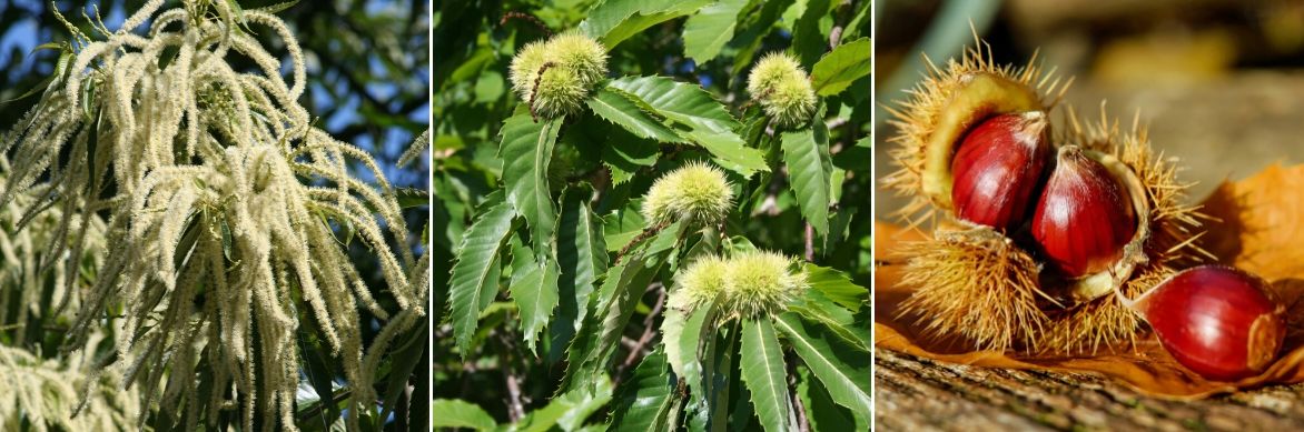 castanea sativa