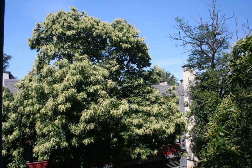 Châtaignier planter, tailler et entretenir Promesse de Fleurs — free download