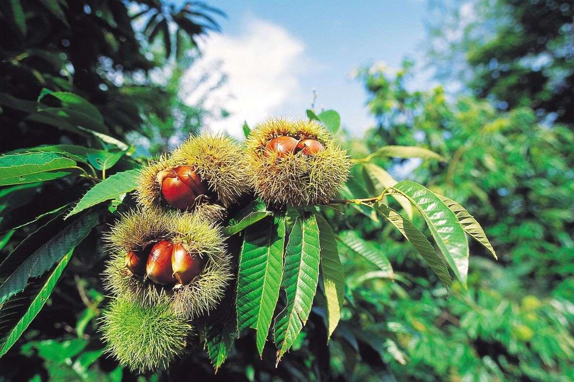 castanea sativa